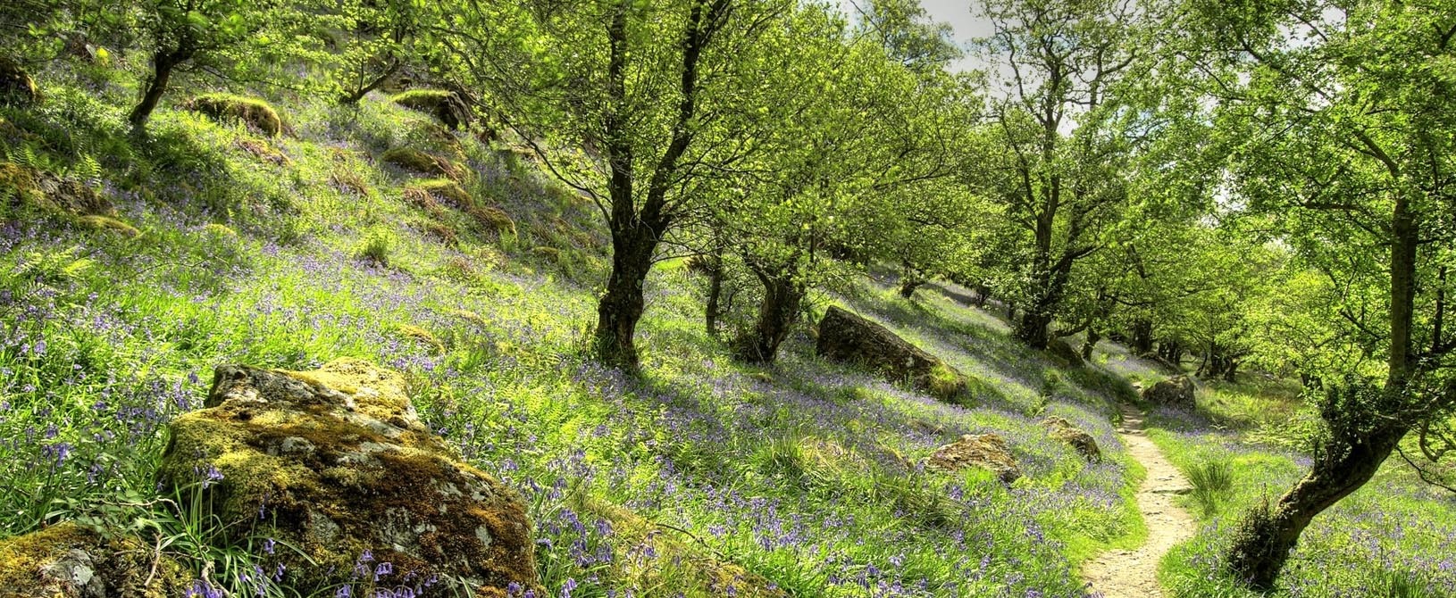 A quiet walkers path in the countryside with bluebells in bloom
